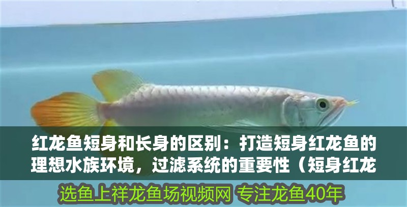 紅龍魚短身和長身的區(qū)別：打造短身紅龍魚的理想水族環(huán)境，過濾系統(tǒng)的重要性（短身紅龍魚對水質(zhì)的要求）