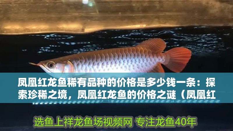 鳳凰紅龍魚稀有品種的價格是多少錢一條：探索珍稀之境，鳳凰紅龍魚的價格之謎（鳳凰紅龍魚的價格之謎：鳳凰紅龍魚的價格之謎是什么）