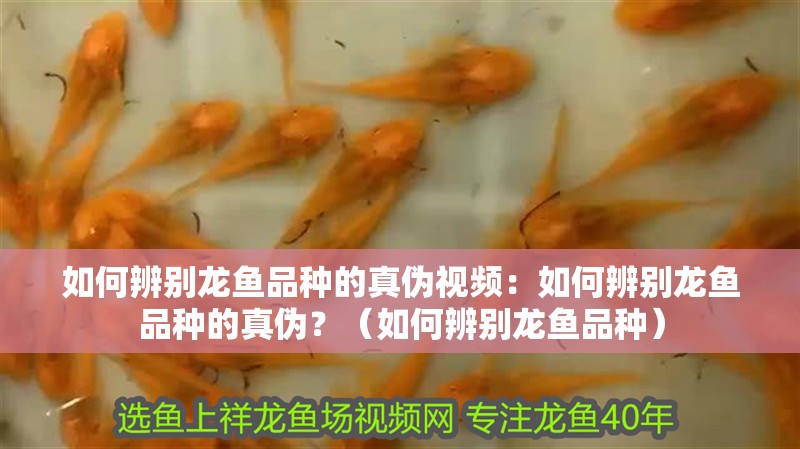 如何辨別龍魚品種的真?zhèn)我曨l：如何辨別龍魚品種的真?zhèn)危浚ㄈ绾伪鎰e龍魚品種）