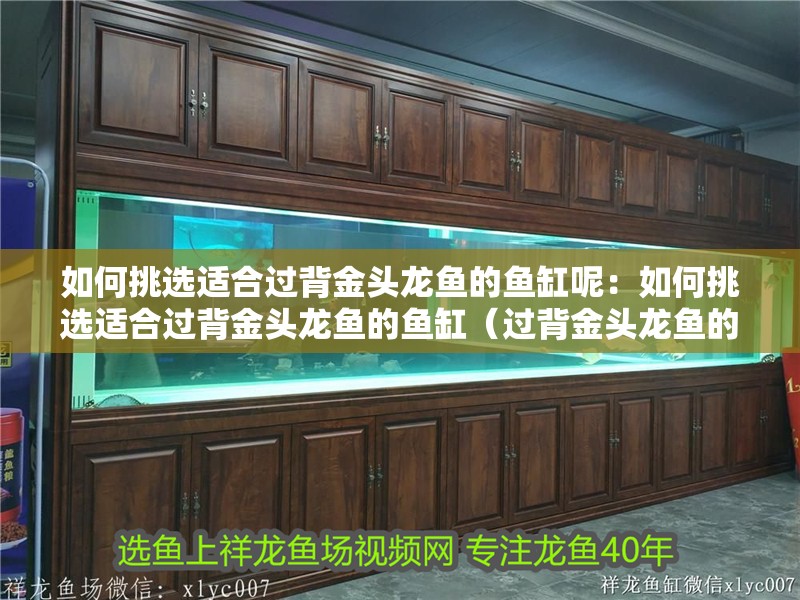 如何挑選適合過(guò)背金頭龍魚(yú)的魚(yú)缸呢：如何挑選適合過(guò)背金頭龍魚(yú)的魚(yú)缸（過(guò)背金頭龍魚(yú)的挑選）