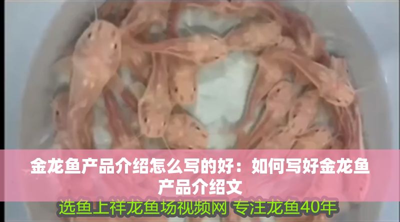 金龍魚產品介紹怎么寫的好：如何寫好金龍魚產品介紹文