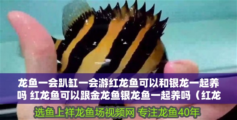 龍魚一會趴缸一會游紅龍魚可以和銀龍一起養嗎 紅龍魚可以跟金龍魚銀龍魚一起養嗎（紅龍魚可以和銀龍一起養嗎）