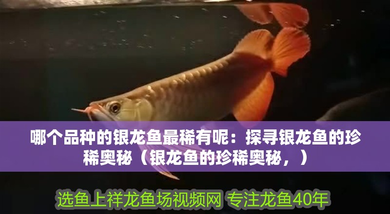 哪個品種的銀龍魚最稀有呢：探尋銀龍魚的珍稀奧秘（銀龍魚的珍稀奧秘，）
