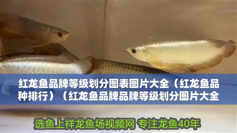 紅龍魚品牌等級劃分圖表圖片大全（紅龍魚品種排行）（紅龍魚品牌品牌等級劃分圖片大全）