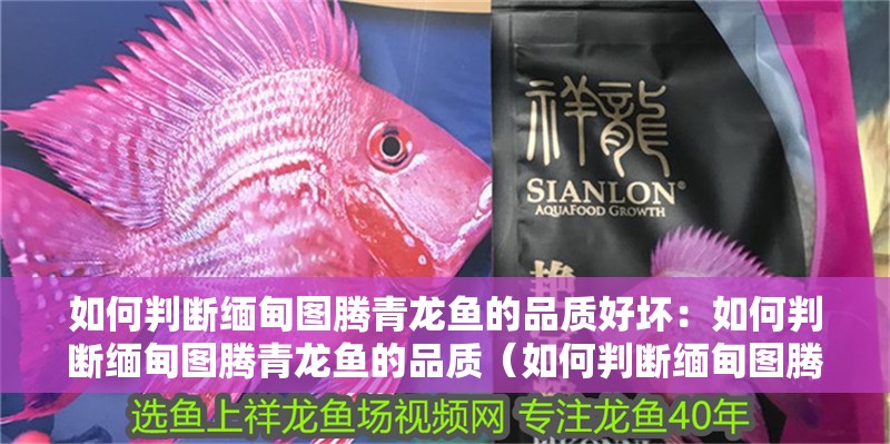 如何判斷緬甸圖騰青龍魚的品質(zhì)好壞：如何判斷緬甸圖騰青龍魚的品質(zhì)（如何判斷緬甸圖騰青龍魚品質(zhì)）