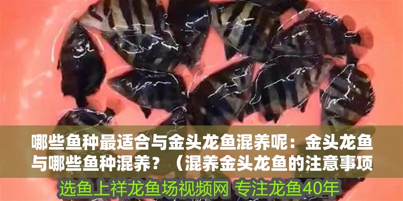 哪些魚種最適合與金頭龍魚混養呢：金頭龍魚與哪些魚種混養？（混養金頭龍魚的注意事項）