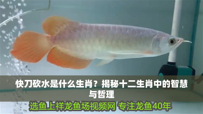 快刀砍水是什么生肖？揭秘十二生肖中的智慧與哲理