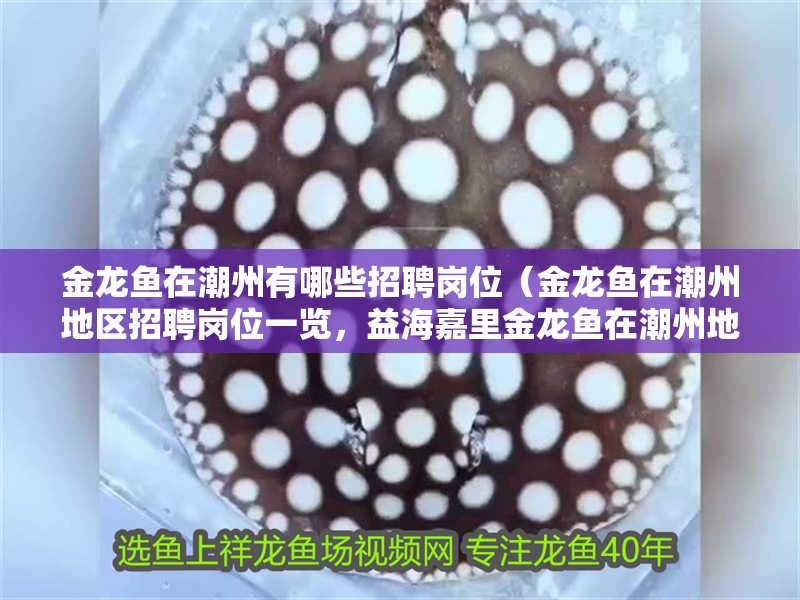 金龍魚在潮州有哪些招聘崗位（金龍魚在潮州地區招聘崗位一覽，益海嘉里金龍魚在潮州地區招聘）