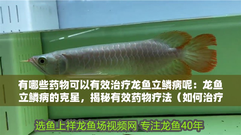 有哪些藥物可以有效治療龍魚立鱗病呢：龍魚立鱗病的克星，揭秘有效藥物療法（如何治療龍魚立鱗病）