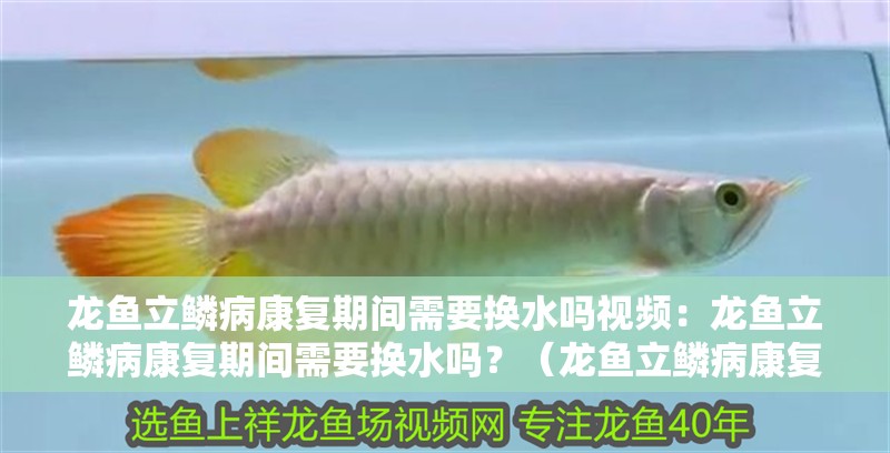 龍魚立鱗病康復(fù)期間需要換水嗎視頻：龍魚立鱗病康復(fù)期間需要換水嗎？（龍魚立鱗病康復(fù)期間如何換水）