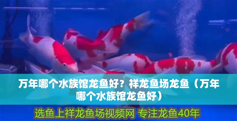 萬年哪個水族館龍魚好？祥龍魚場龍魚（萬年哪個水族館龍魚好）