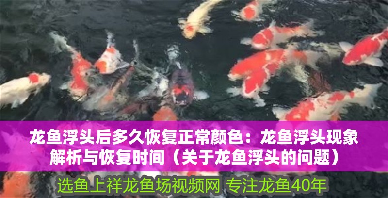 龍魚浮頭后多久恢復正常顏色：龍魚浮頭現象解析與恢復時間（關于龍魚浮頭的問題）