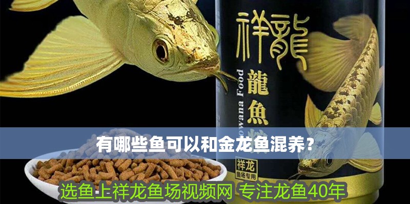 有哪些魚(yú)可以和金龍魚(yú)混養(yǎng)？