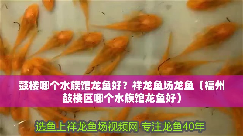 鼓樓哪個水族館龍魚好？祥龍魚場龍魚（福州鼓樓區哪個水族館龍魚好）