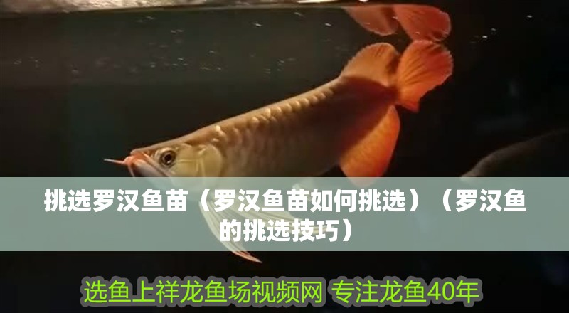 挑選羅漢魚苗（羅漢魚苗如何挑選）（羅漢魚的挑選技巧）