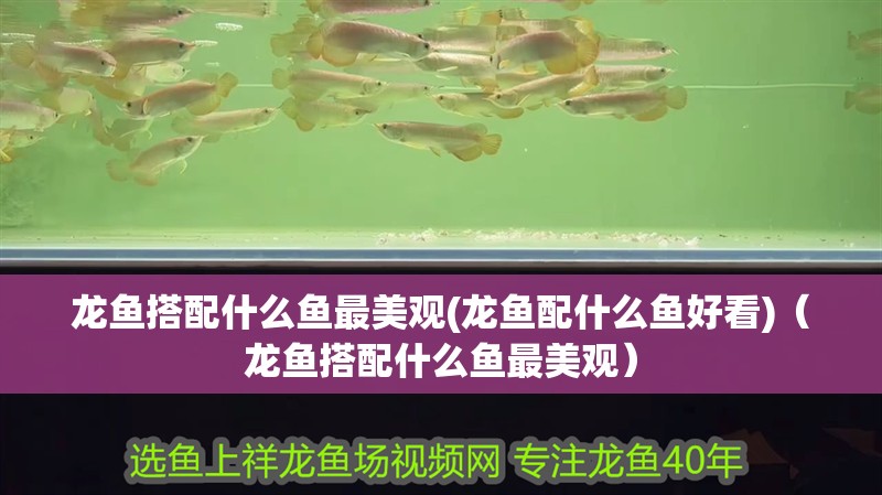龍魚搭配什么魚最美觀(龍魚配什么魚好看)（龍魚搭配什么魚最美觀）