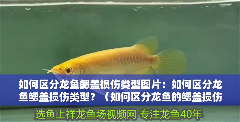如何區分龍魚鰓蓋損傷類型圖片：如何區分龍魚鰓蓋損傷類型？（如何區分龍魚的鰓蓋損傷）