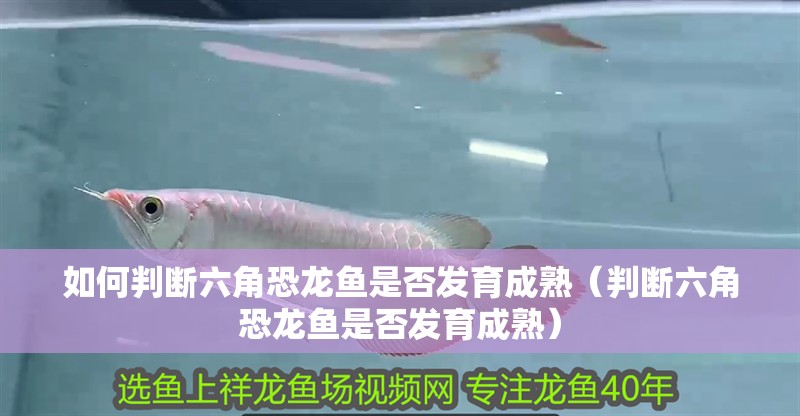 如何判斷六角恐龍魚是否發育成熟（判斷六角恐龍魚是否發育成熟）