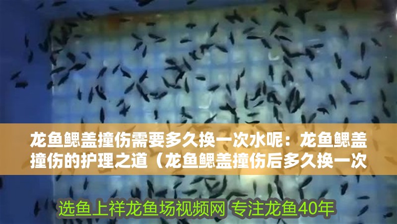 龍魚鰓蓋撞傷需要多久換一次水呢：龍魚鰓蓋撞傷的護(hù)理之道（龍魚鰓蓋撞傷后多久換一次水）