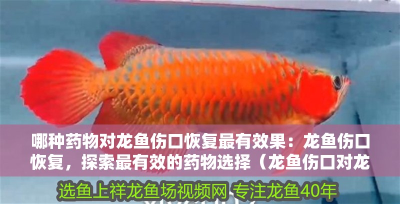哪種藥物對龍魚傷口恢復最有效果：龍魚傷口恢復，探索最有效的藥物選擇（龍魚傷口對龍魚傷口恢復需要考慮藥物成分和作用機制）