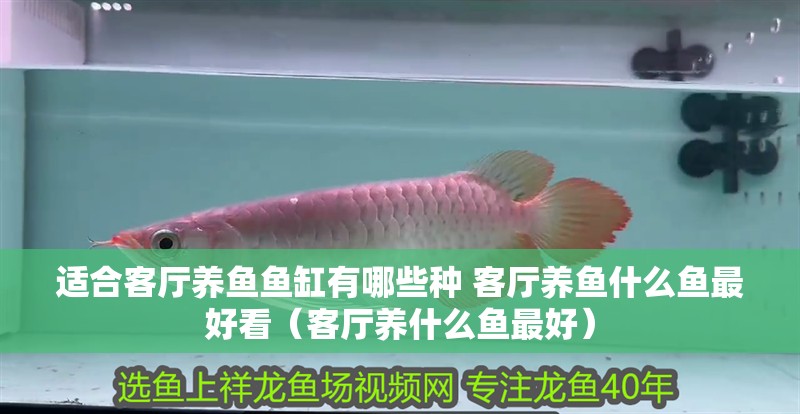 適合客廳養魚魚缸有哪些種 客廳養魚什么魚最好看（客廳養什么魚最好）