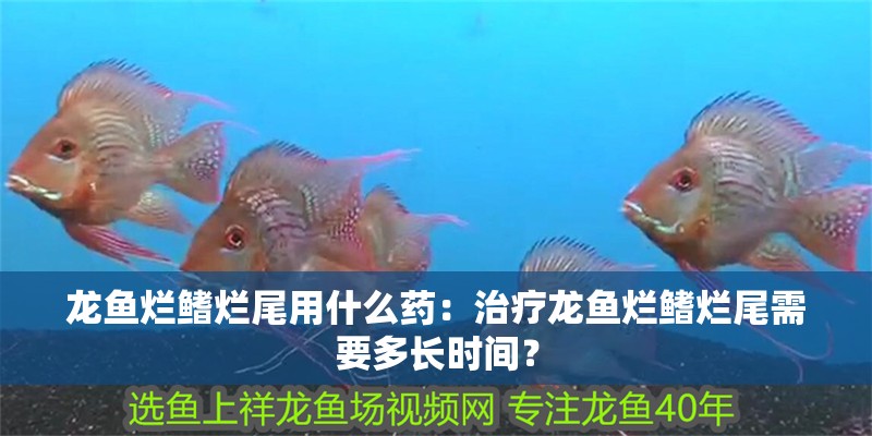 龍魚爛鰭爛尾用什么藥：治療龍魚爛鰭爛尾需要多長時間？