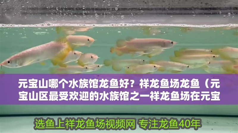 元寶山哪個水族館龍魚好？祥龍魚場龍魚（元寶山區(qū)最受歡迎的水族館之一祥龍魚場在元寶山有分店嗎）