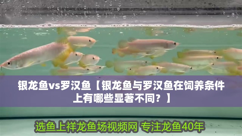 銀龍魚vs羅漢魚【銀龍魚與羅漢魚在飼養條件上有哪些顯著不同？】