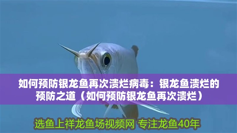 如何預(yù)防銀龍魚(yú)再次潰爛病毒：銀龍魚(yú)潰爛的預(yù)防之道（如何預(yù)防銀龍魚(yú)再次潰爛）