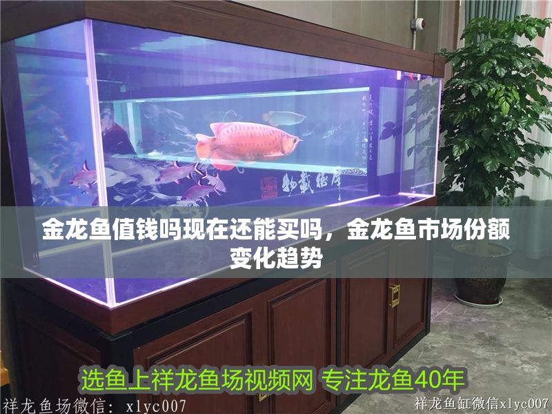 金龍魚值錢嗎現在還能買嗎，金龍魚市場份額變化趨勢