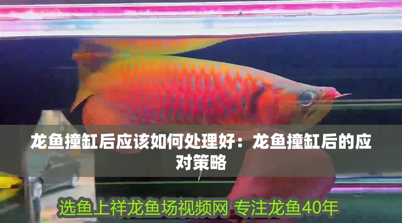龍魚撞缸后應該如何處理好：龍魚撞缸后的應對策略