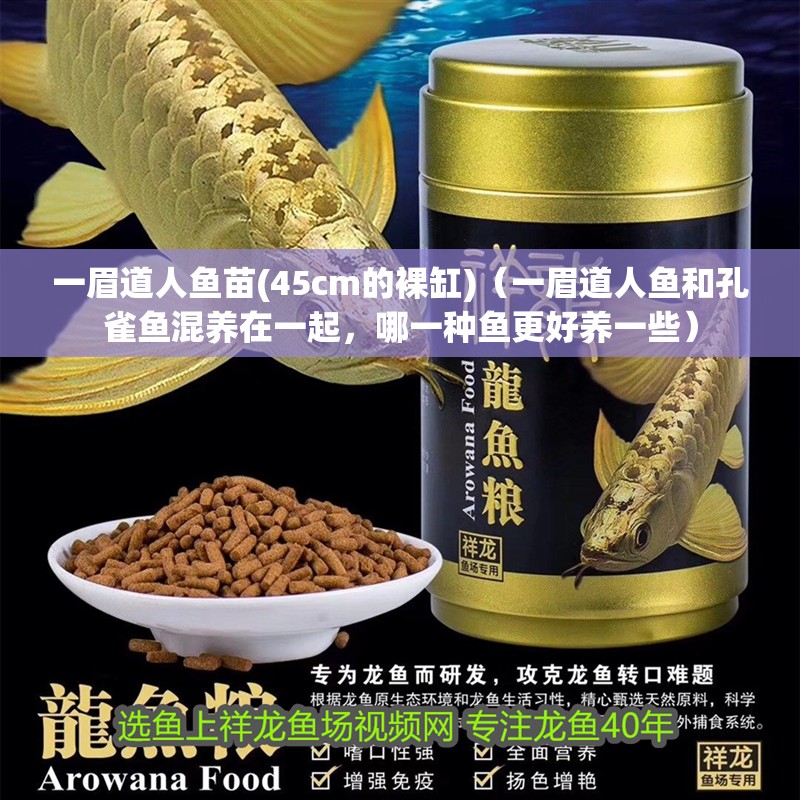 一眉道人魚苗(45cm的裸缸)（一眉道人魚和孔雀魚混養(yǎng)在一起，哪一種魚更好養(yǎng)一些）