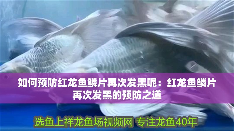 如何預防紅龍魚鱗片再次發黑呢：紅龍魚鱗片再次發黑的預防之道