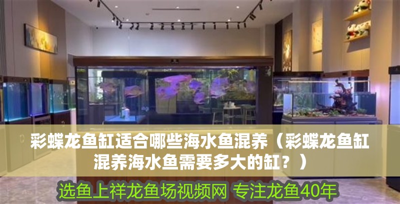 彩蝶龍魚缸適合哪些海水魚混養（彩蝶龍魚缸混養海水魚需要多大的缸？）