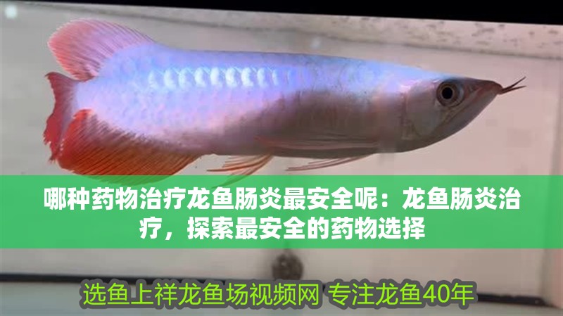 哪種藥物治療龍魚腸炎最安全呢：龍魚腸炎治療，探索最安全的藥物選擇