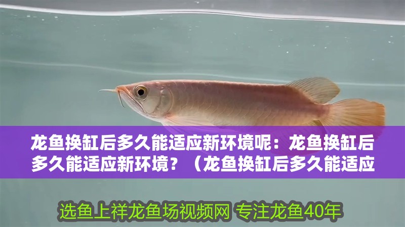 龍魚(yú)換缸后多久能適應(yīng)新環(huán)境呢：龍魚(yú)換缸后多久能適應(yīng)新環(huán)境？（龍魚(yú)換缸后多久能適應(yīng)新環(huán)境）