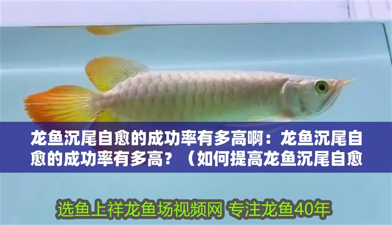 龍魚沉尾自愈的成功率有多高?。糊堲~沉尾自愈的成功率有多高？（如何提高龍魚沉尾自愈成功率）
