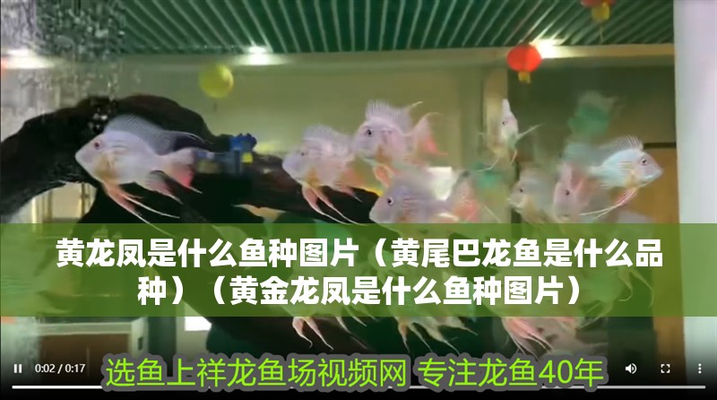 黃龍鳳是什么魚種圖片（黃尾巴龍魚是什么品種）（黃金龍鳳是什么魚種圖片）