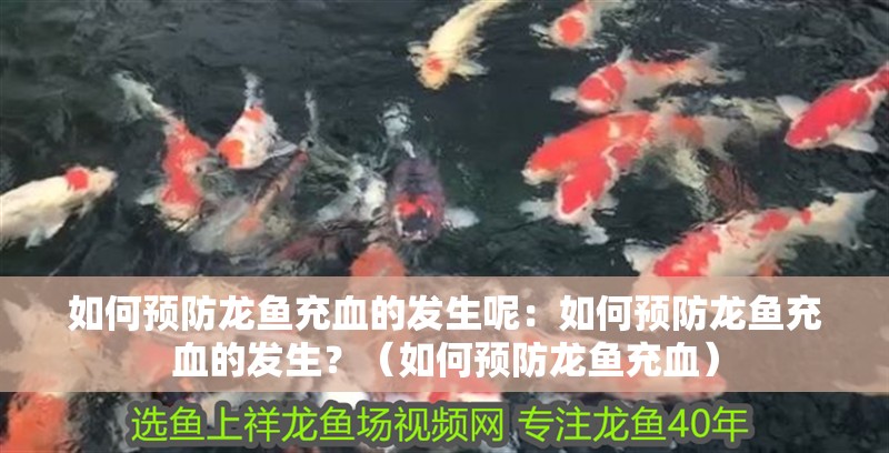 如何預防龍魚充血的發生呢：如何預防龍魚充血的發生？（如何預防龍魚充血）