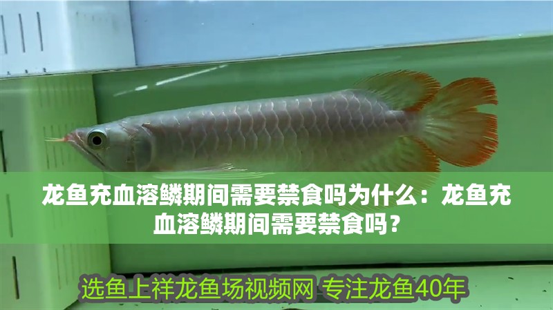 龍魚充血溶鱗期間需要禁食嗎為什么：龍魚充血溶鱗期間需要禁食嗎？