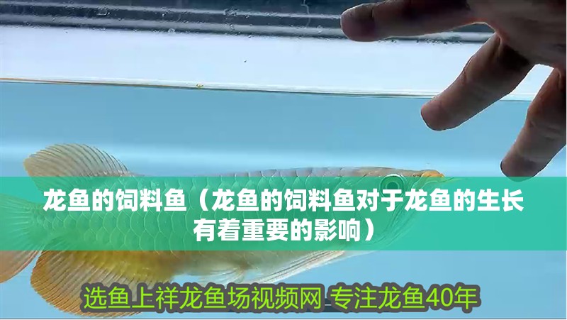 龍魚的飼料魚（龍魚的飼料魚對于龍魚的生長有著重要的影響） 龍魚的飼料魚（龍魚的飼料魚對于龍魚的生長有著重要的影響） 觀賞魚百科