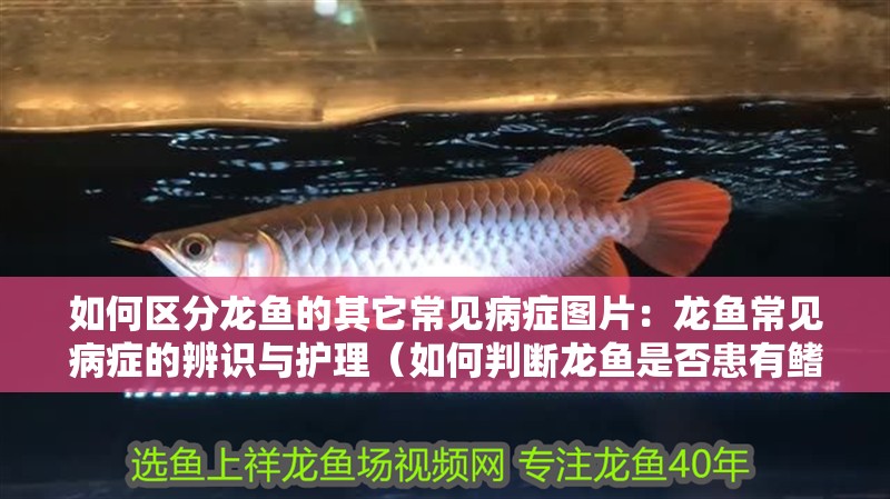 如何區(qū)分龍魚的其它常見病癥圖片：龍魚常見病癥的辨識(shí)與護(hù)理（如何判斷龍魚是否患有鰭腐病）
