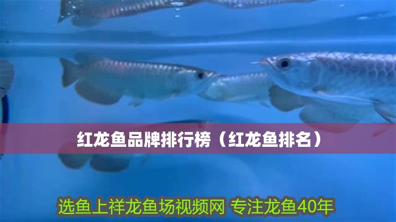 紅龍魚品牌排行榜（紅龍魚排名）