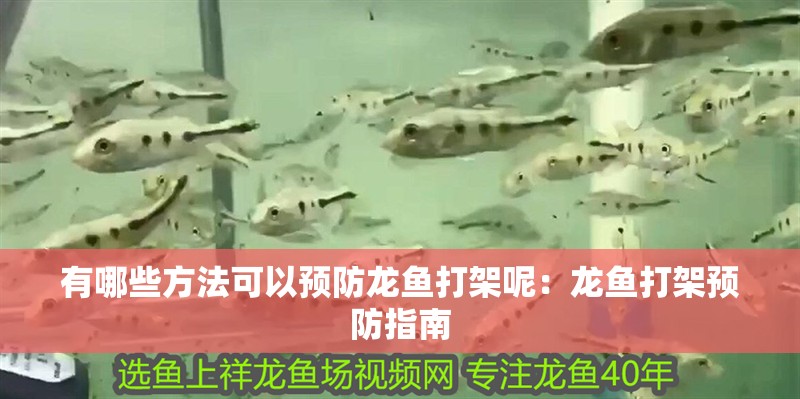 有哪些方法可以預防龍魚打架呢：龍魚打架預防指南