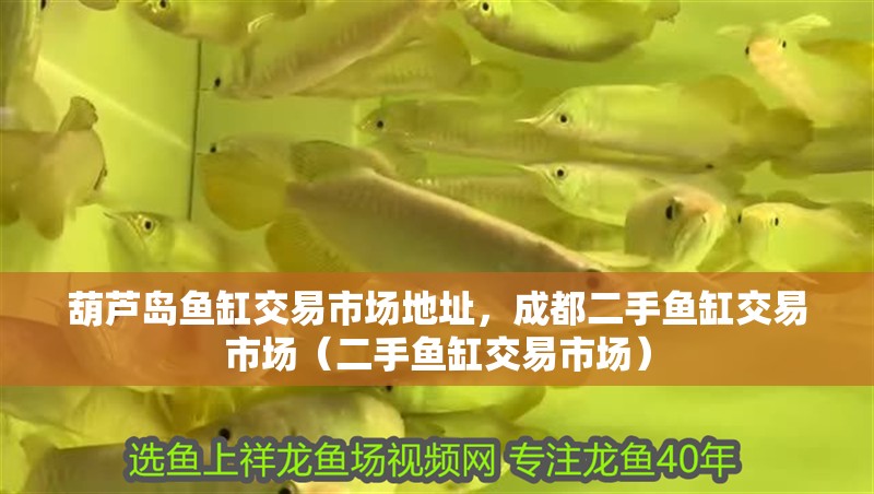 葫蘆島魚缸交易市場地址，成都二手魚缸交易市場（二手魚缸交易市場）