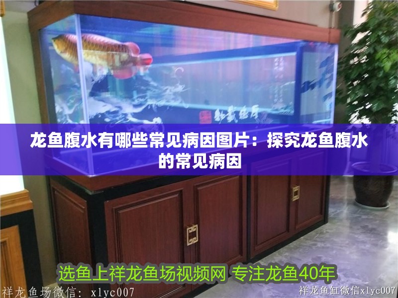 龍魚腹水有哪些常見病因圖片：探究龍魚腹水的常見病因 龍魚腹水有哪些常見病因圖片：探究龍魚腹水的常見病因 水族問答