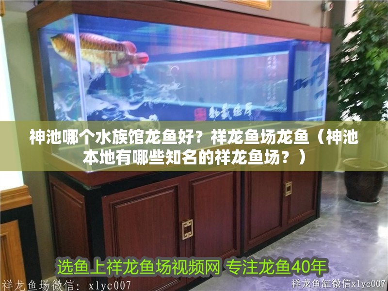 詳細閱讀:神池哪個水族館龍魚好?祥龍魚場龍魚(神池本地有哪些知名的祥龍魚場?) 神池哪個水族館龍魚好?祥龍魚場龍魚(神池本地有哪些知名的祥龍魚場?)