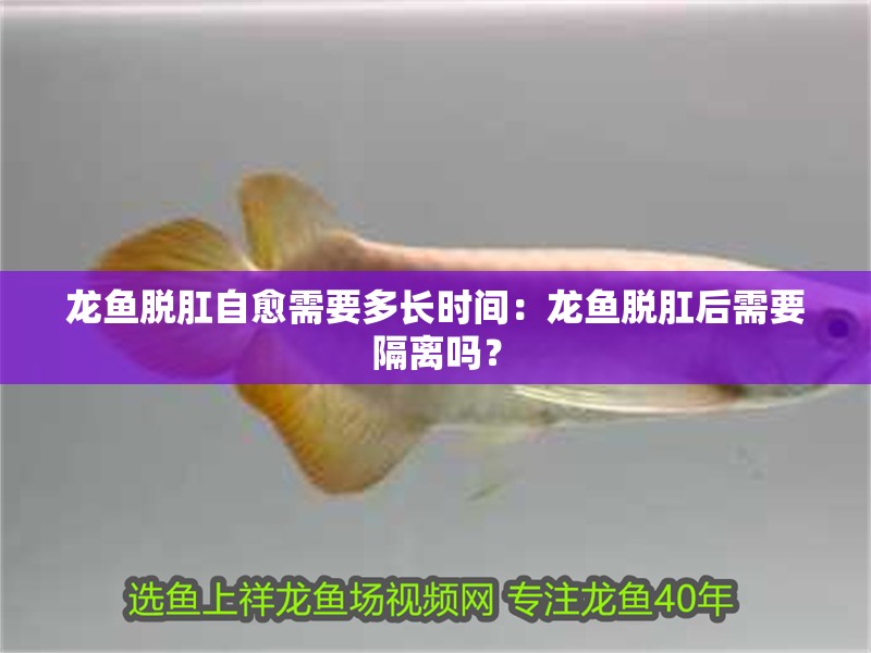 龍魚脫肛自愈需要多長時間：龍魚脫肛后需要隔離嗎？