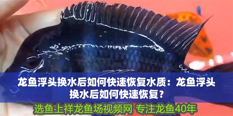 龍魚浮頭換水后如何快速恢復水質：龍魚浮頭換水后如何快速恢復？
