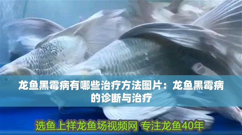 龍魚黑霉病有哪些治療方法圖片：龍魚黑霉病的診斷與治療
